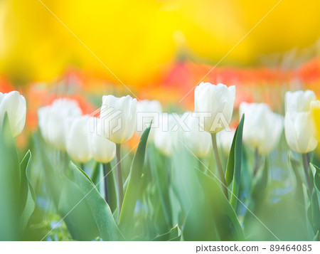 White tulip 89464085