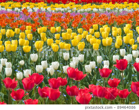 Tulip field in full bloom 89464086