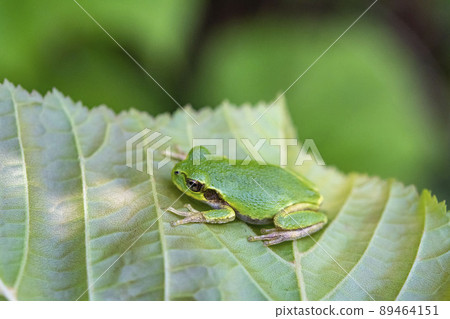 Japanese tree frog on a leaf Japanese tree frog on a leaf 89464151
