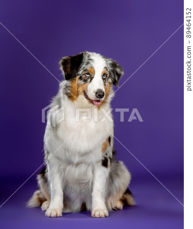 3 color blue merl aussie dog 3 color blue merl aussie dog 89464152