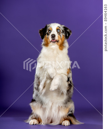 blue merl aussie dog 89464163