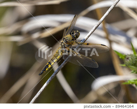 Four-spotted chafer perched on dead grass in a pond 89464164