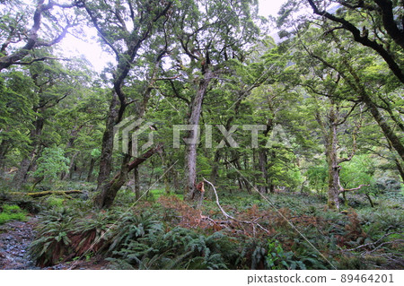 New Zealand_Routeburn Track 01 89464201