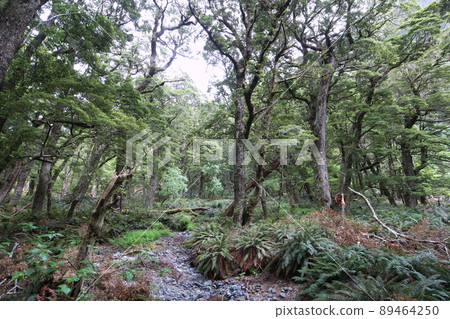 新西蘭_Routeburn Track 43 新西蘭_Routeburn Track 43 89464250