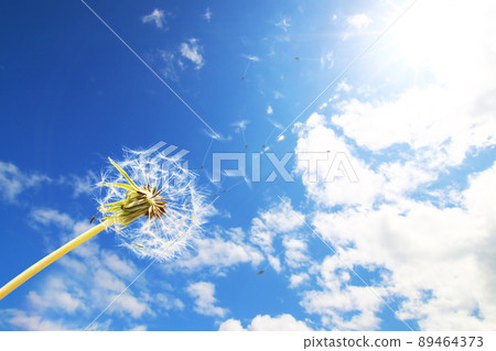 蒲公英絨毛飛入藍天 89464373