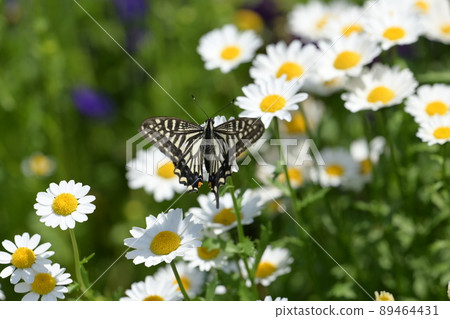 Spring butterfly Spring butterfly 89464431