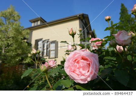 外交官家裡的玫瑰 89464437