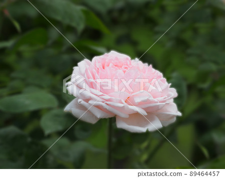 Masako rose 89464457