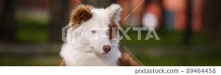 Red white laika dog outdoors. 89464458