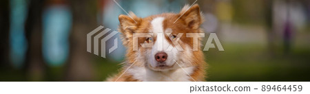 Red white laika dog outdoors. Red white laika dog outdoors. 89464459