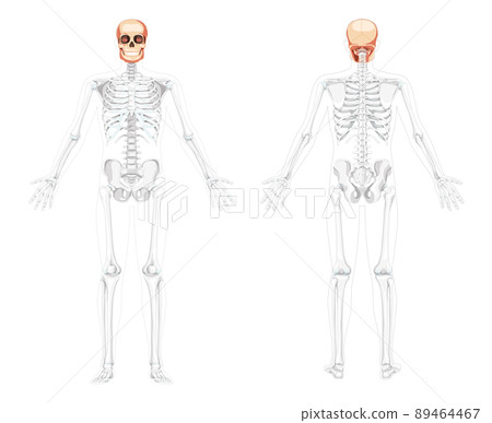 Set of Human head Skull Skeleton front back view with open hands partly transparent. Human jaws model with Anatomically Set of Human head Skull Skeleton front back view with open hands partly transparent. Human jaws model with Anatomically 89464467