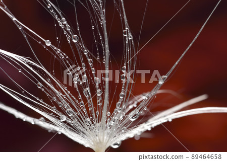 Close-up of dew drops on dandelion and feathers 89464658