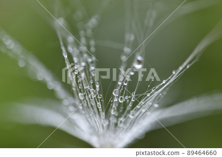 Close-up of dew drops on dandelion and feathers Close-up of dew drops on dandelion and feathers 89464660