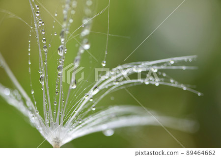 Close-up of dew drops on dandelion and feathers 89464662