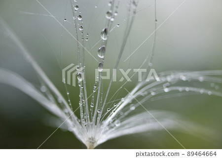 Close-up of dew drops on dandelion and feathers Close-up of dew drops on dandelion and feathers 89464664