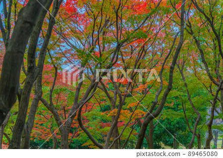 View of autumn leaves View of autumn leaves 89465080