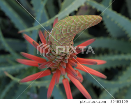 Kidachiaroe之花 89465109