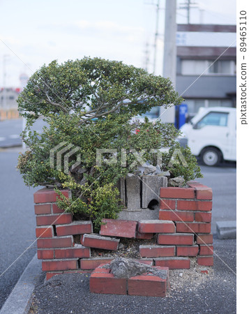 由於路邊樹木的生長，花壇從內部被破壞 89465110