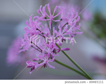 細長花瓣的花 89465111