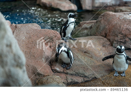 Penguin Penguin 89465136