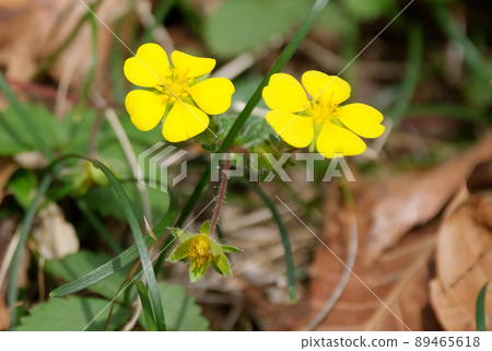 Potentilla fragario that makes you happy with the pretty yellow flowers that catch the eye in the mountains in the early spring when there are few colors Potentilla fragario that makes you happy with the pretty yellow flowers that catch the eye in the mountains in the early spring when there are few colors 89465618