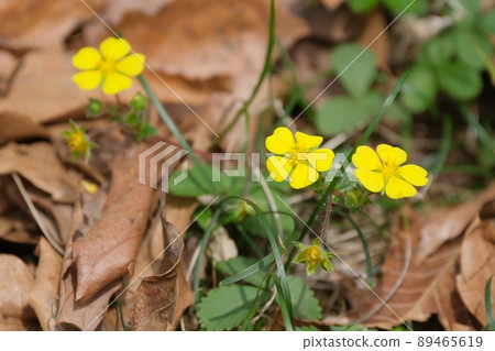 Potentilla fragario that makes you happy with the pretty yellow flowers that catch the eye in the mountains in the early spring when there are few colors Potentilla fragario that makes you happy with the pretty yellow flowers that catch the eye in the mountains in the early spring when there are few colors 89465619