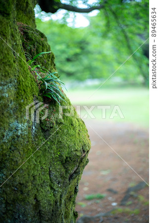 Grass and flowers in the garden 89465634