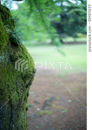 Grass and flowers in the garden 89465635