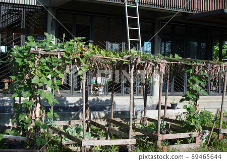 Vegetable garden in Thailand. 89465644