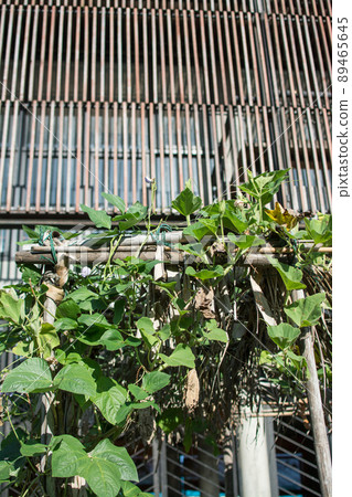 Lentil plant creep in the garden 89465645