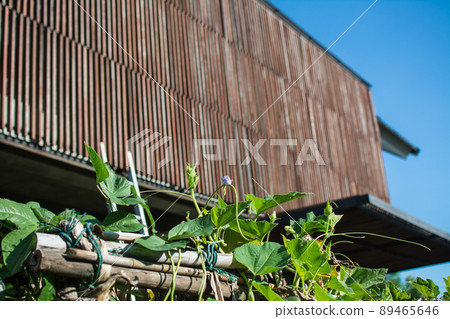 Lentil plant creep in the garden with blue sky 89465646