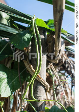 Lentil plant creep in the garden 89465648