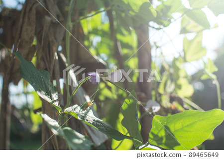 Lentil plant creep in the garden 89465649
