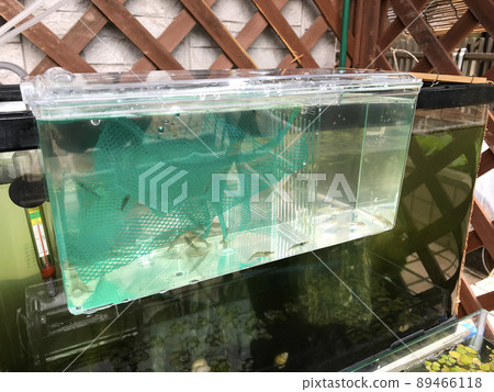 Minaminumaebi shrimp being rehydrated in a small tank (outdoor rearing example) Minaminumaebi shrimp being rehydrated in a small tank (outdoor rearing example) 89466118