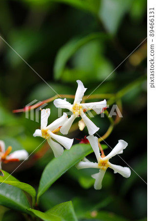 一朵花的宏觀特寫照片，像 Teika Kazura 的白色風車。 89466131
