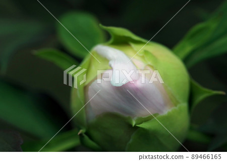 A macro close-up shot of the pretty white and pink camellia flower buds quietly in the woods. A macro close-up shot of the pretty white and pink camellia flower buds quietly in the woods. 89466165