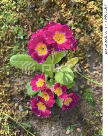 報春花的花 報春花的花 89466167