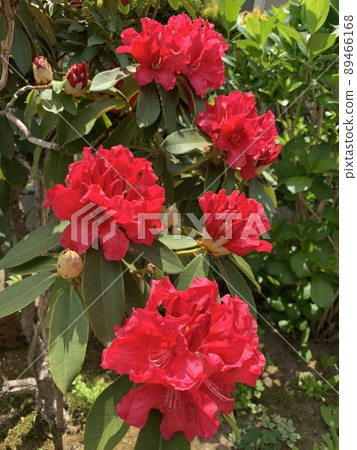 杜鵑花 杜鵑花 89466168