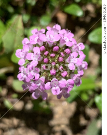 匍匐時間的花朵 匍匐時間的花朵 89466169