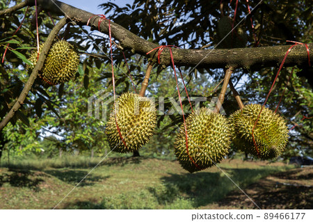 Asia, Thailand, Durian, Garden, Plant 89466177