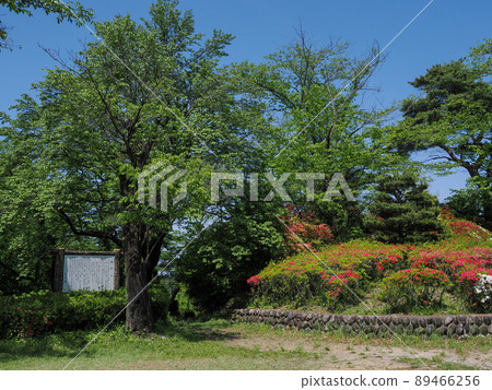 杜鵑花盛開的物宮山公園 89466256