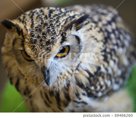 貓頭鷹蚯蚓 貓頭鷹蚯蚓 89466260