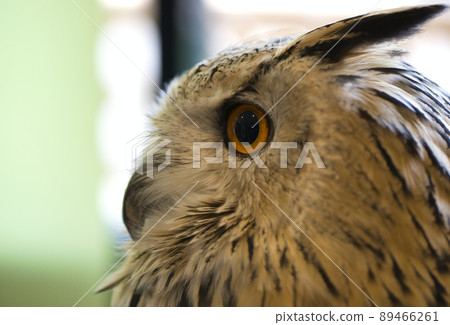 貓頭鷹蚯蚓 89466261