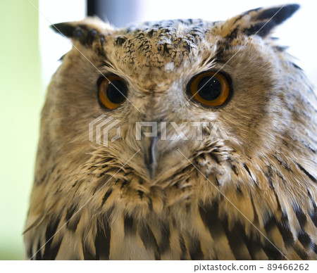 貓頭鷹蚯蚓 89466262