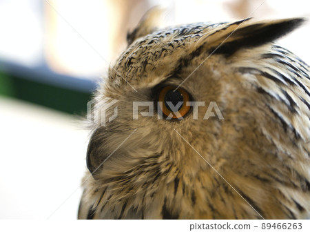 貓頭鷹蚯蚓 89466263