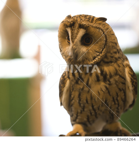 貓頭鷹蚯蚓 貓頭鷹蚯蚓 89466264