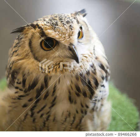 貓頭鷹蚯蚓 89466266