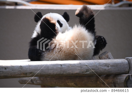 Rumbled child panda Rumbled child panda 89466615