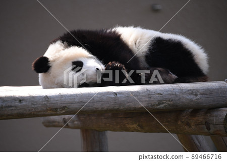 Afternoon nap panda 89466716