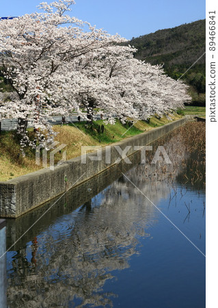 櫻花在池塘里 89466841